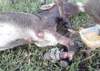 Projeto de lei cria cadastro de condenados por maus-tratos a animais