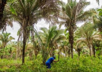 Parque Nacional dos Lençóis Maranhenses tem lista de plantas publicada no Catálogo de Plantas das UCs do Brasil