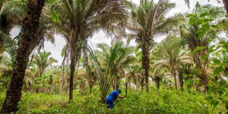 Parque Nacional dos Lençóis Maranhenses tem lista de plantas publicada no Catálogo de Plantas das UCs do Brasil
