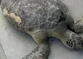 Tartaruga marinha é achada sem vida na Praia do Calhau, em São Luís