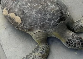 Tartaruga marinha é achada sem vida na Praia do Calhau, em São Luís