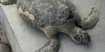 Tartaruga marinha é achada sem vida na Praia do Calhau, em São Luís