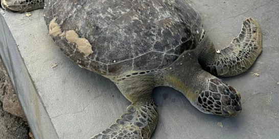 Tartaruga marinha é achada sem vida na Praia do Calhau, em São Luís