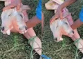 Anomalia rara em bezerro acende alerta sobre assistência veterinária no campo