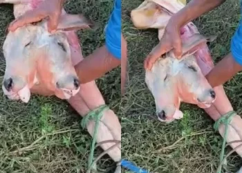 Anomalia rara em bezerro acende alerta sobre assistência veterinária no campo