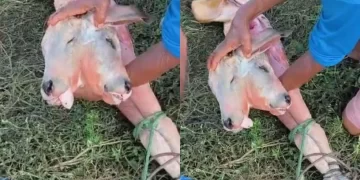 Anomalia rara em bezerro acende alerta sobre assistência veterinária no campo