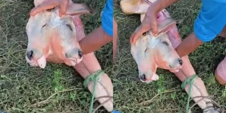 Anomalia rara em bezerro acende alerta sobre assistência veterinária no campo