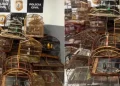 Apreensão de aves expõe prática ilegal na Grande São Luís